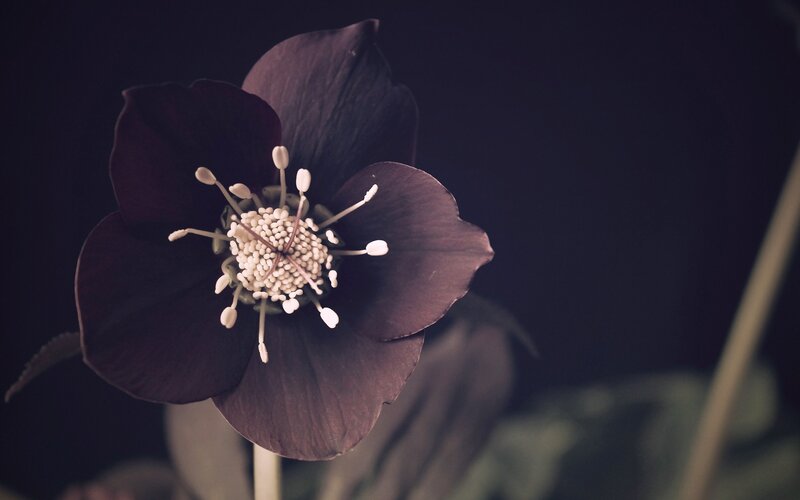dark hellebore flower