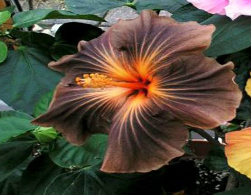 Dark Hibiscus Flower — Brown