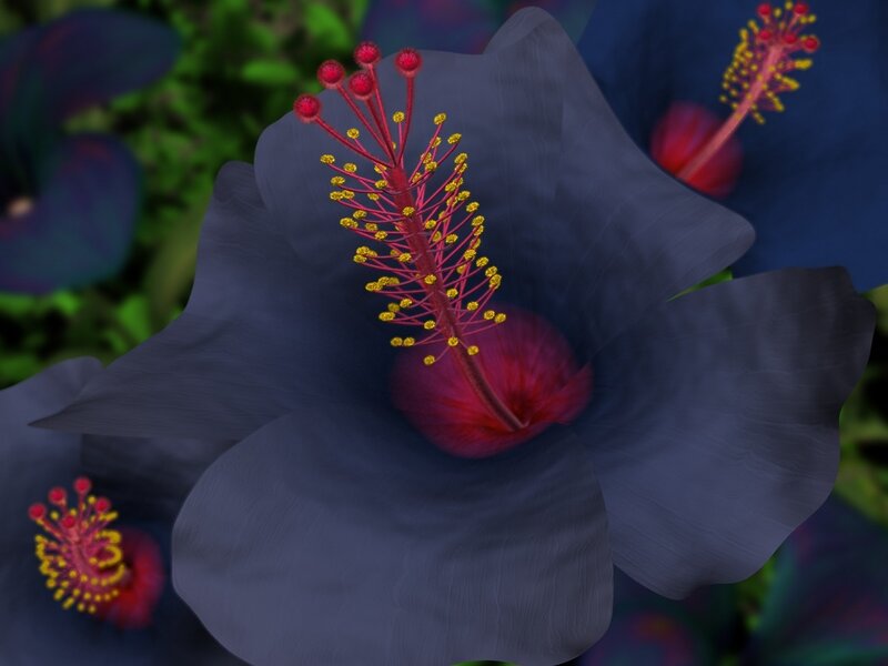 dark hibiscus flower close-up