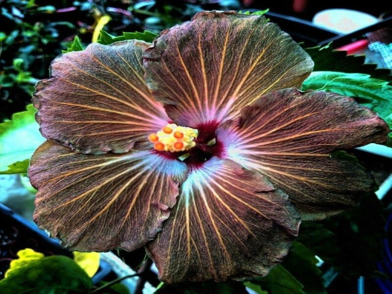 Dark Hibiscus Flower