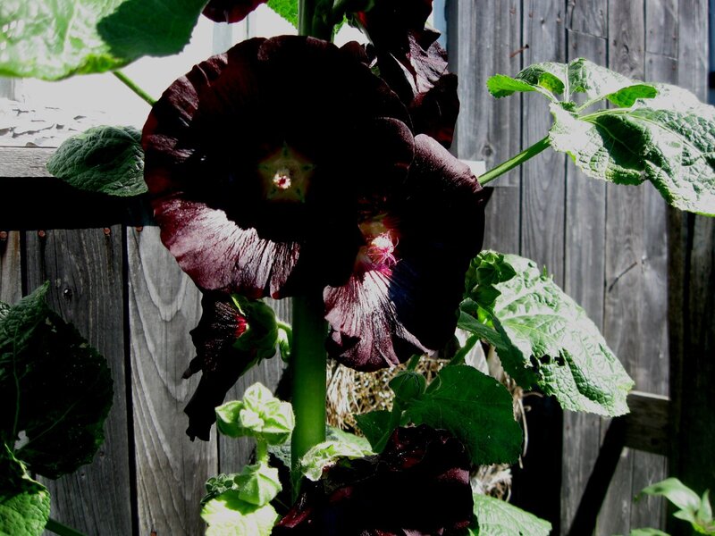 Dark Hollyhock Flower