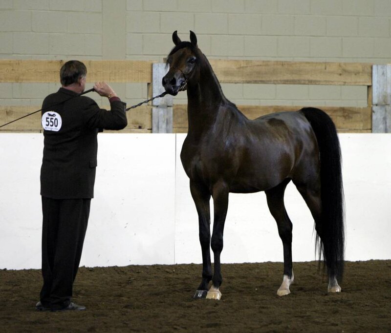Dark Horse at Show