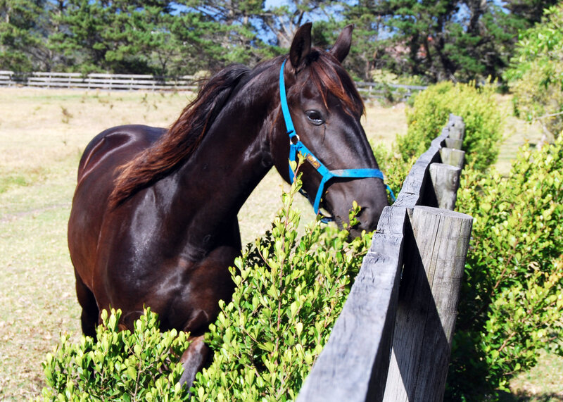 Dark horse by a wooden fence