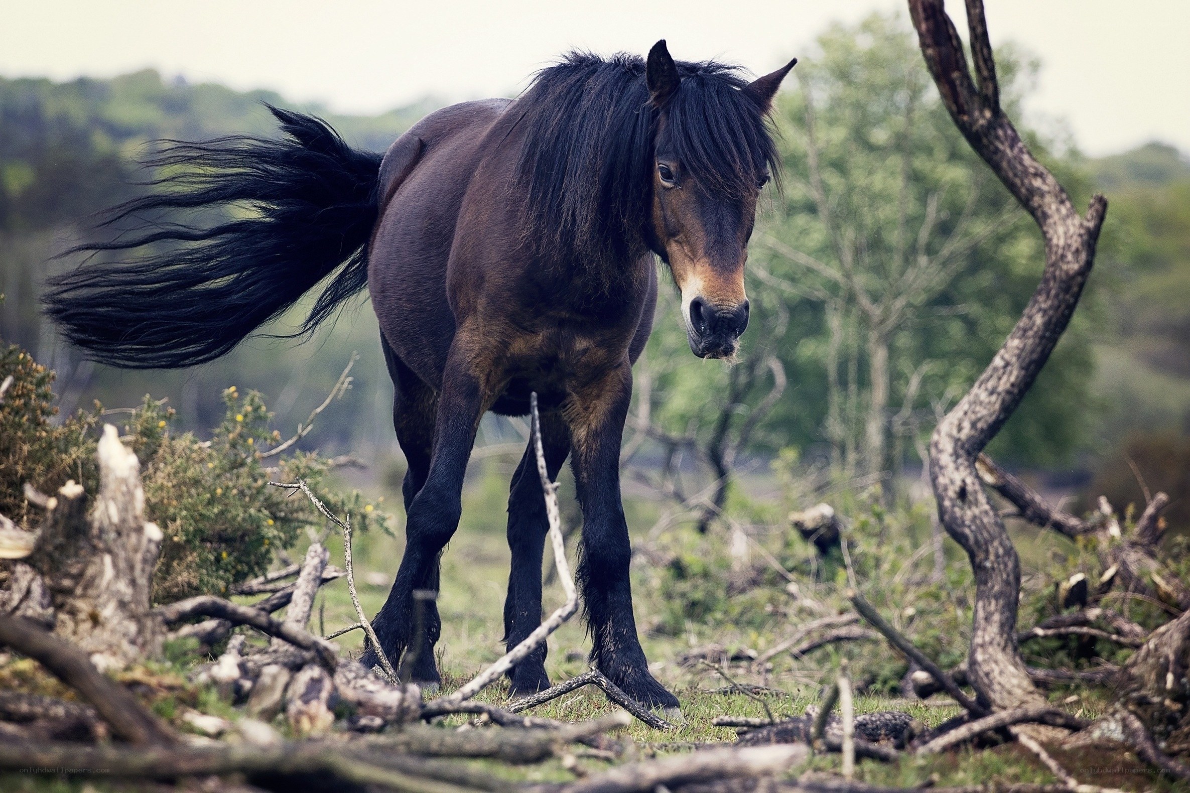 Dark horse in a forest clearing