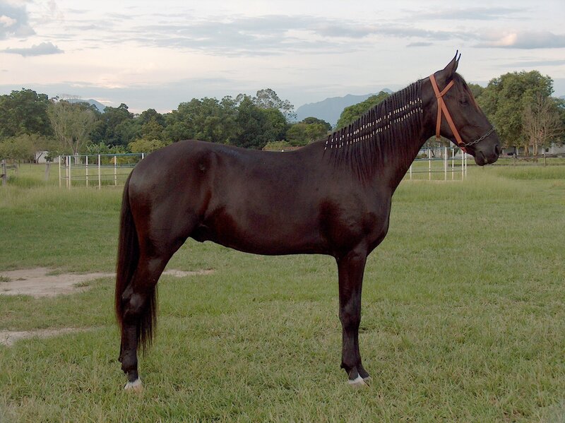 Dark horse in a grassy field