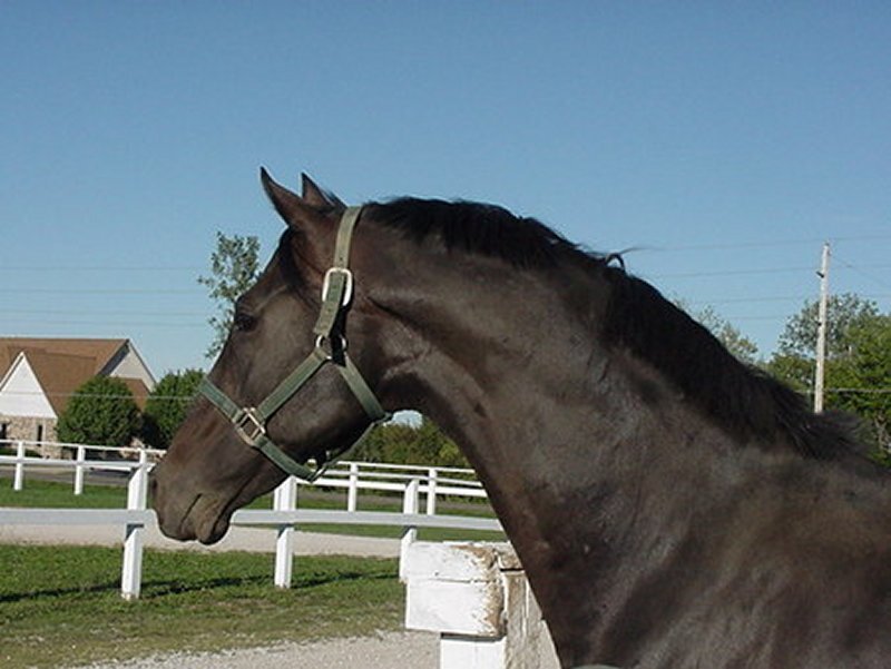 dark horse in a paddock