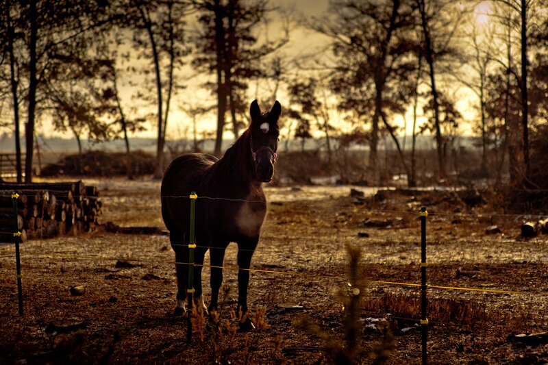 Dark Horse in Field — Brown, Serene