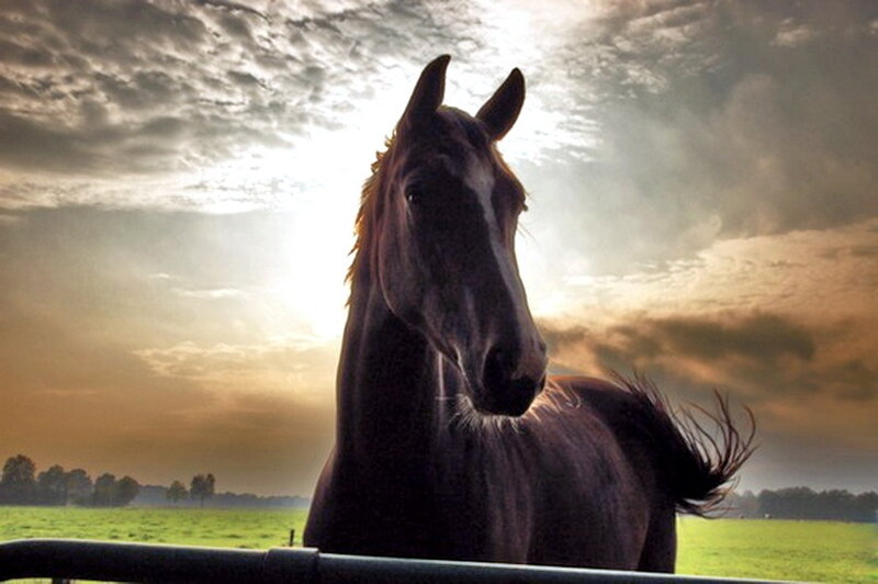 Dark Horse in Field — Brown
