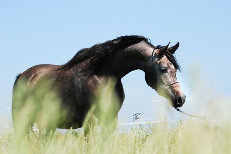 Dark Horse in Field