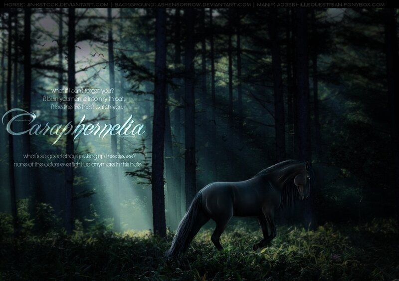 Dark Horse in Forest