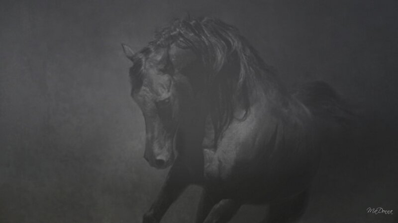 dark horse in mist