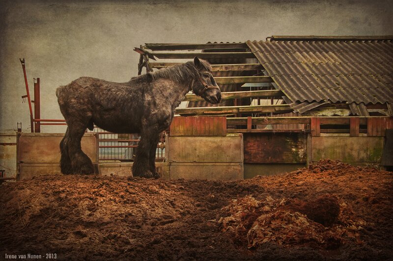 Dark Horse in Stable — Brown