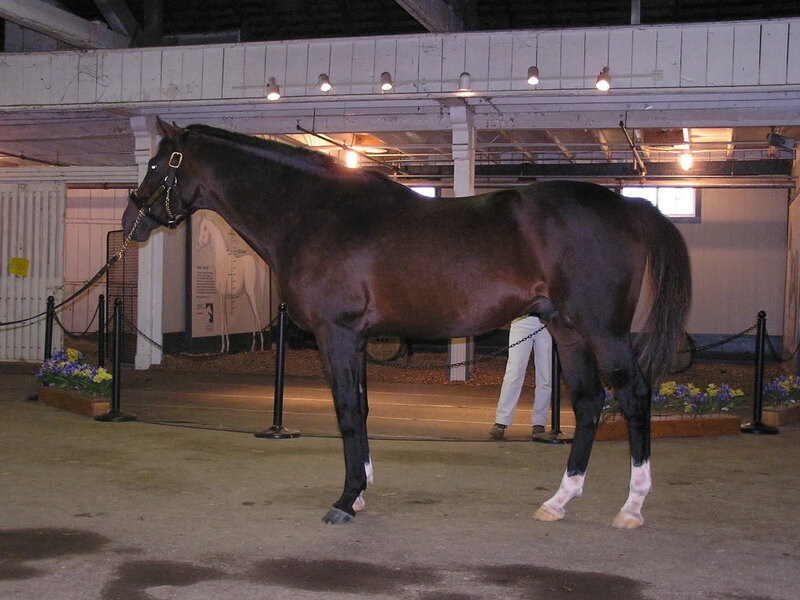 Dark horse on display