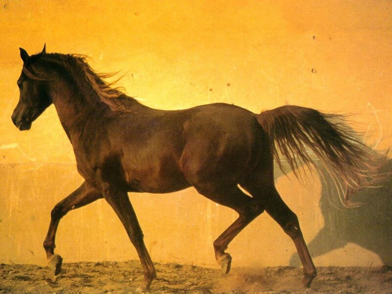 dark horse running at sunset