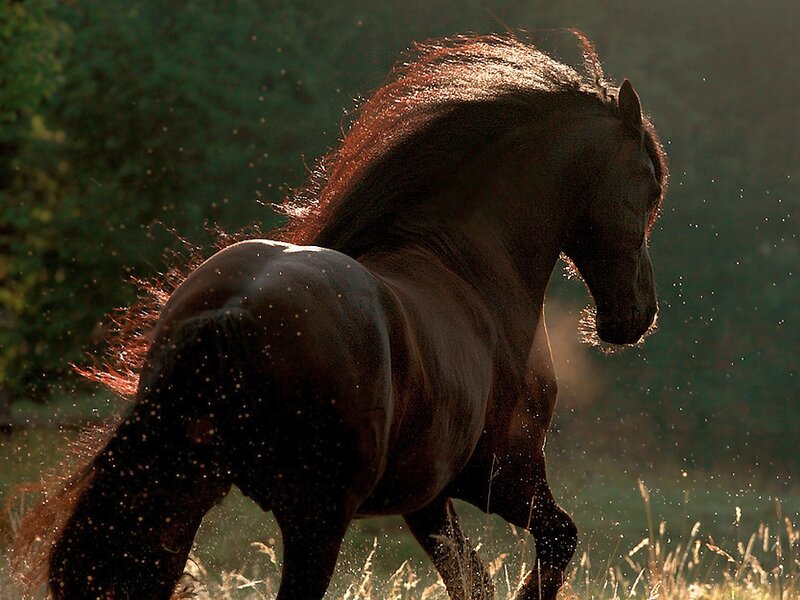 Dark Horse Running — Brown, Dynamic