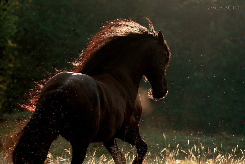Dark Horse Running