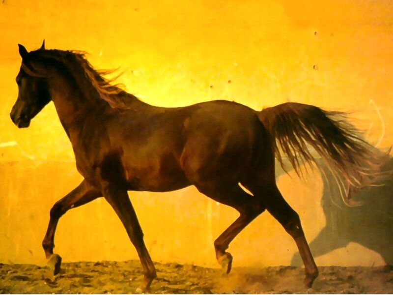 Dark Horse Running — Yellow
