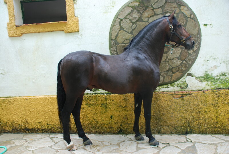 Dark horse standing by wall