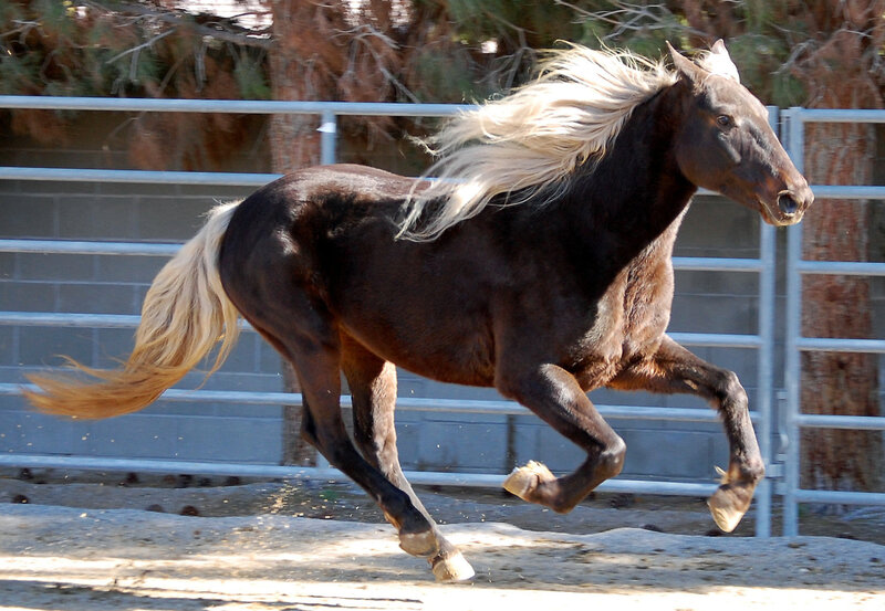 dark horse with blonde mane running