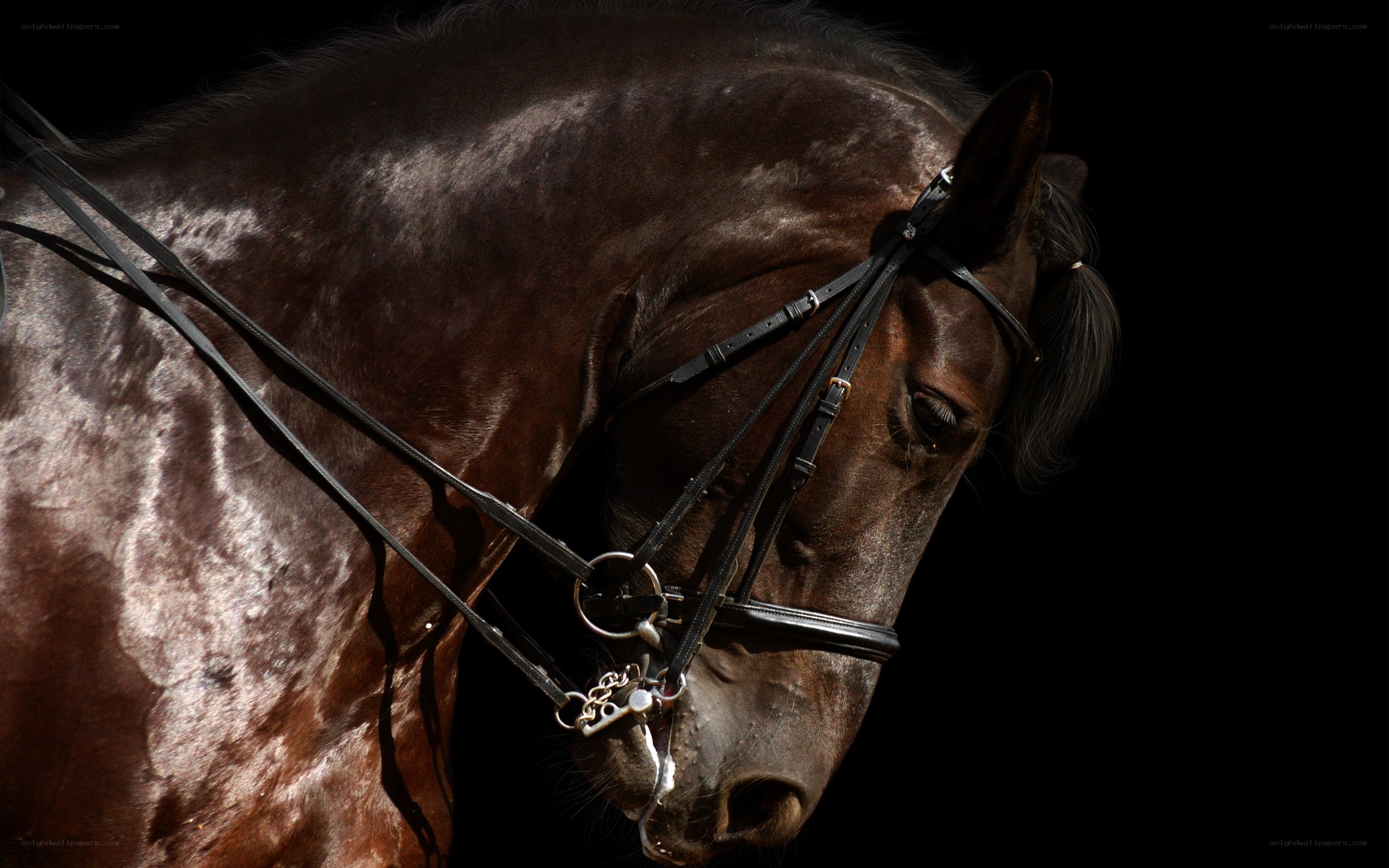 dark horse with bridle