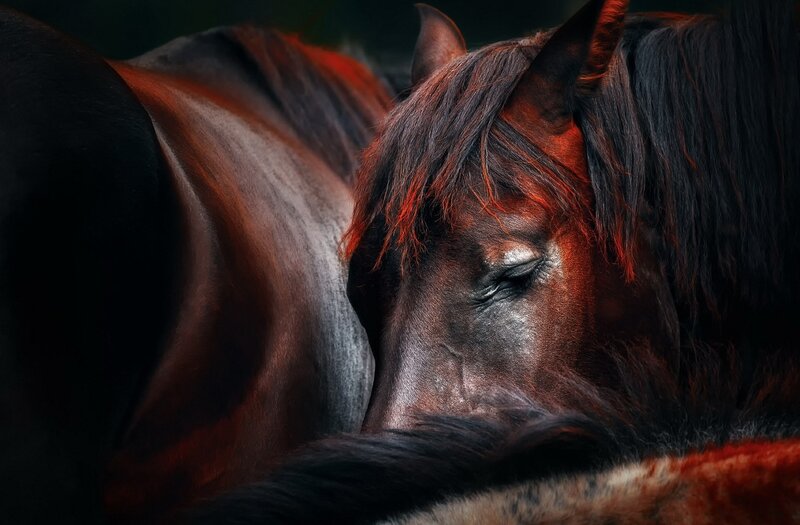 Dark Horse with Closed Eyes