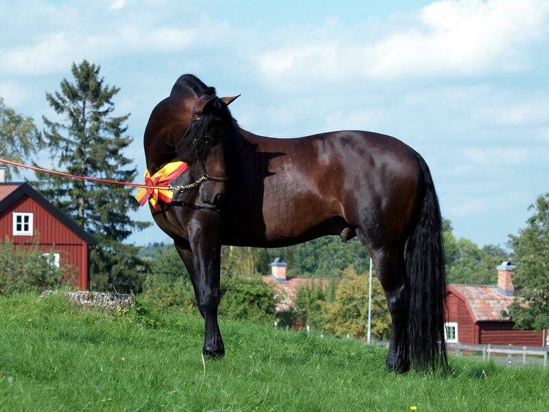 Dark horse with ribbon