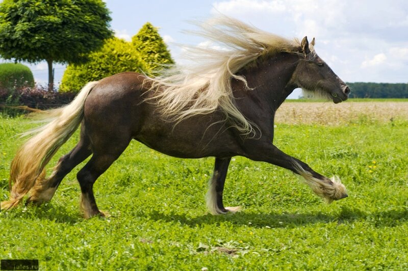 Dark Horse with White Mane — Green