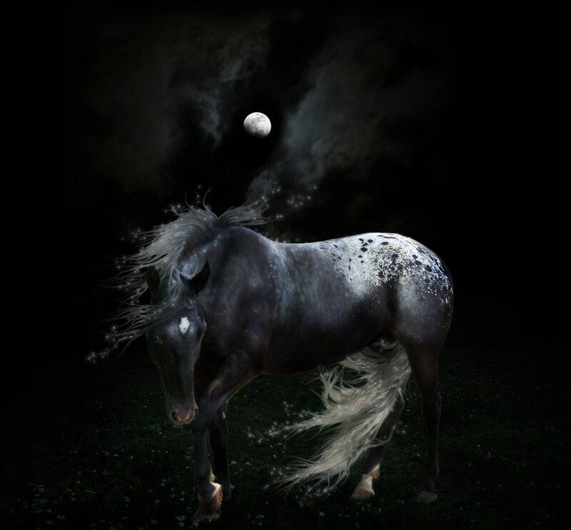 Dark Horse with White Spots