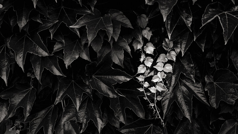 Dark Ivy Leaves