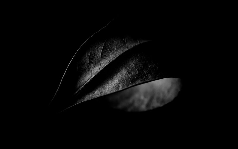dark leaf in shadow