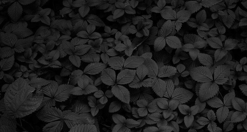 dark leaf pattern