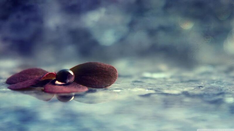 Dark Leaf with Water Droplet