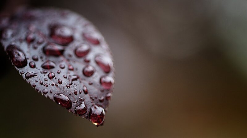 Dark Leaf with Water Droplets — Black, Calm, Photograph