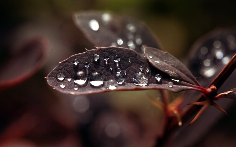 Dark Leaf with Water Droplets — Black, Calm