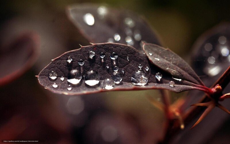 Dark Leaf with Water Droplets — Black, Dramatic