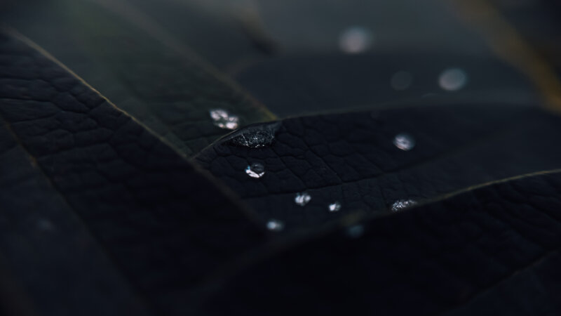 Dark Leaf with Water Droplets — Black, Moody