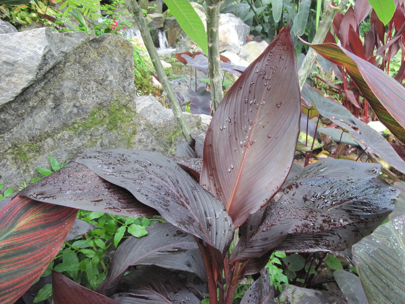 Dark-leafed Plant in Garden