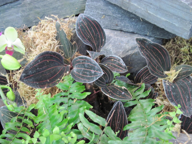 Dark-leafed Plant with Red Veins
