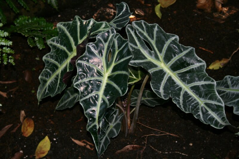 Dark-leafed Plant with White Veins