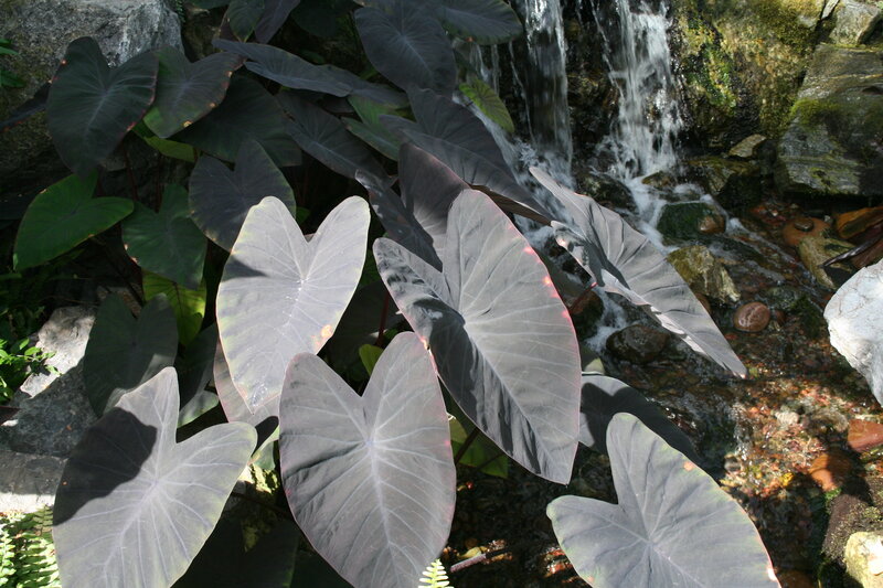 Dark-leafed Plants Near Waterfall