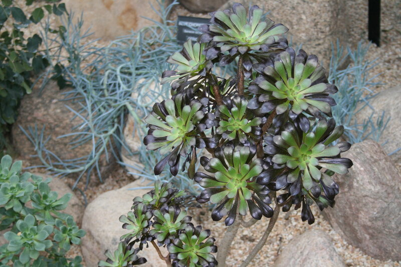 Dark-leafed Succulent Plant