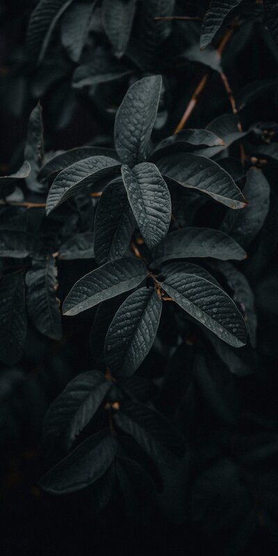 Dark Leaves with Water Droplets