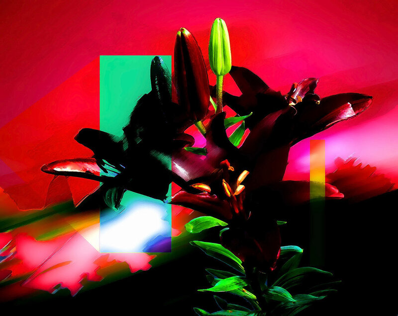 Dark Lily Flower