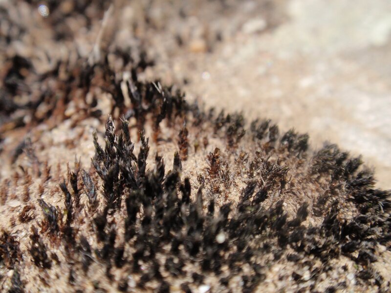 dark moss on rock surface