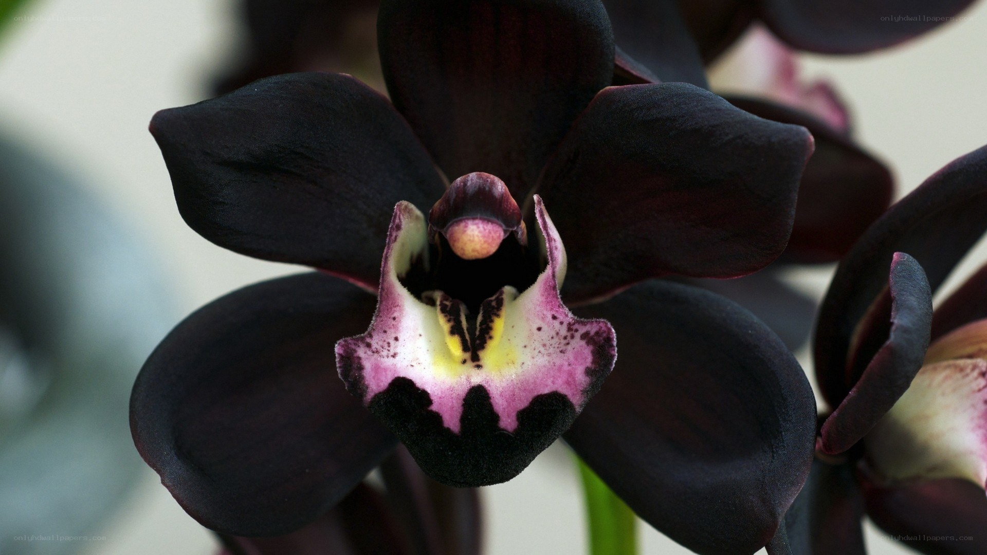 dark orchid flower close-up