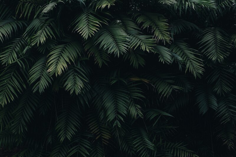 Dark Palm Fronds