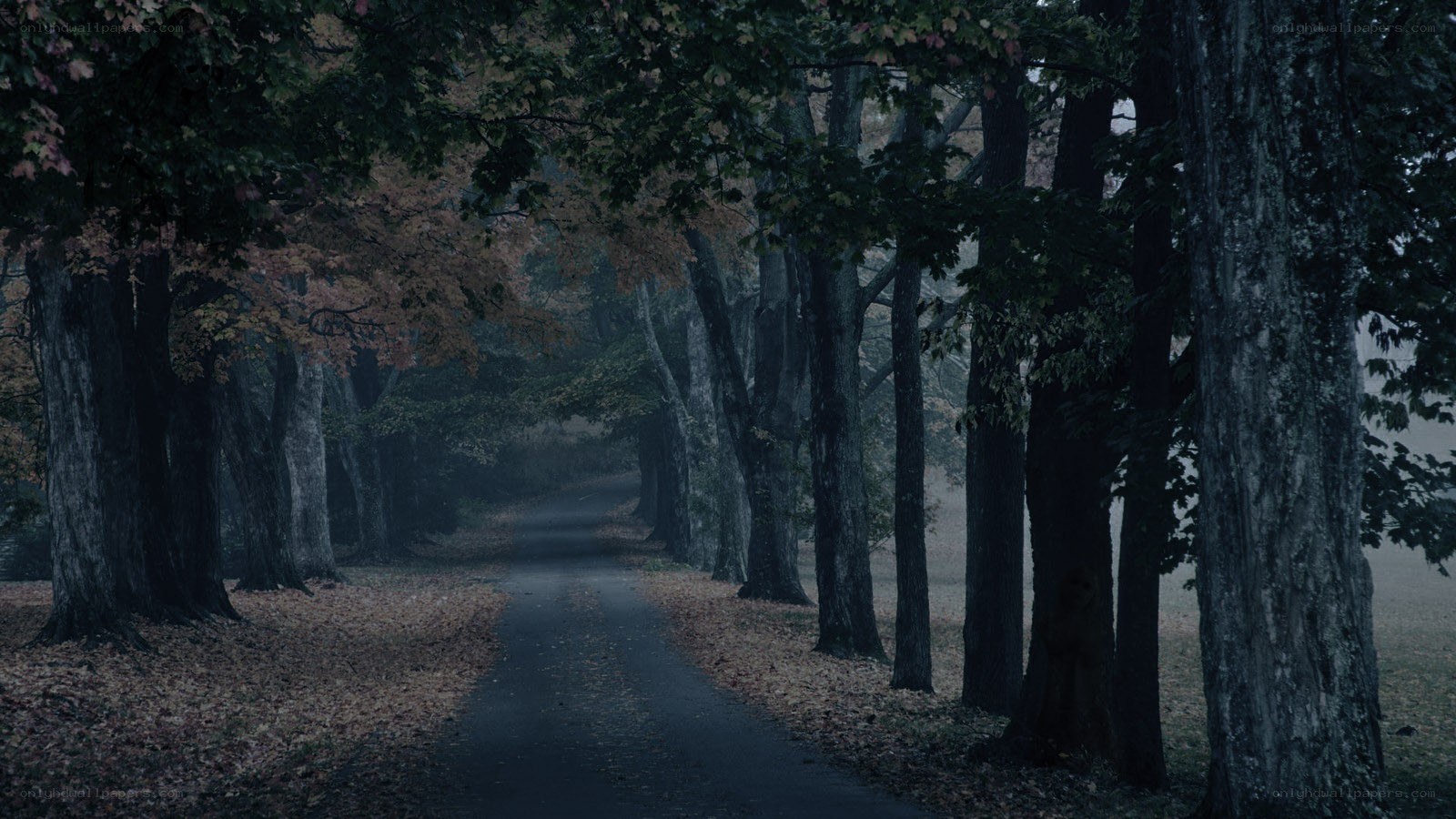 Dark path through autumn forest