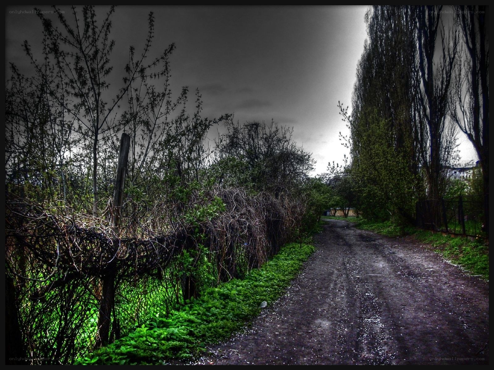 dark path through overgrown trees