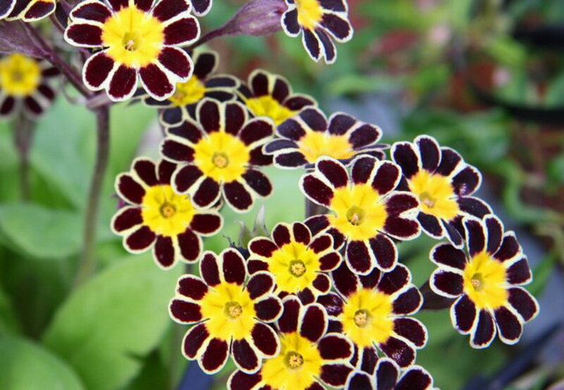 Dark-petaled Flowers