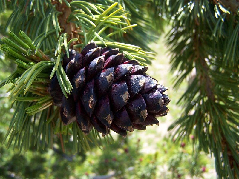 Dark Pine Cone on Branch